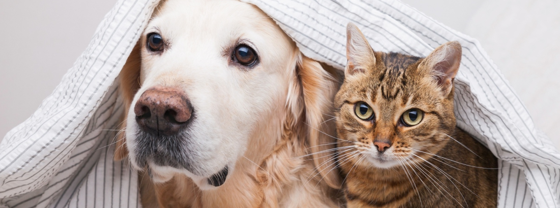 O INVERNO NA VIDA DOS PETS: CUIDADOS ESSENCIAIS PARA A ESTAÇÃO MAIS FRIA DO ANO