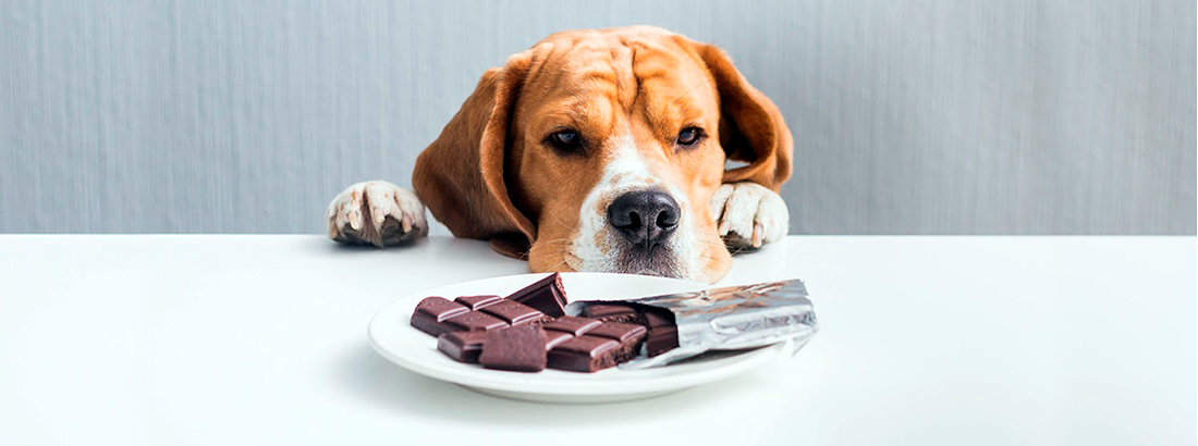 NÃO DÊ CHOCOLATE PARA O SEU PET