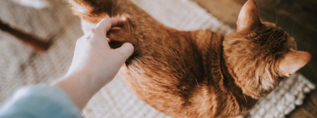 QUEDA DE PELO EM GATO, ATÉ QUE PONTO É NORMAL?