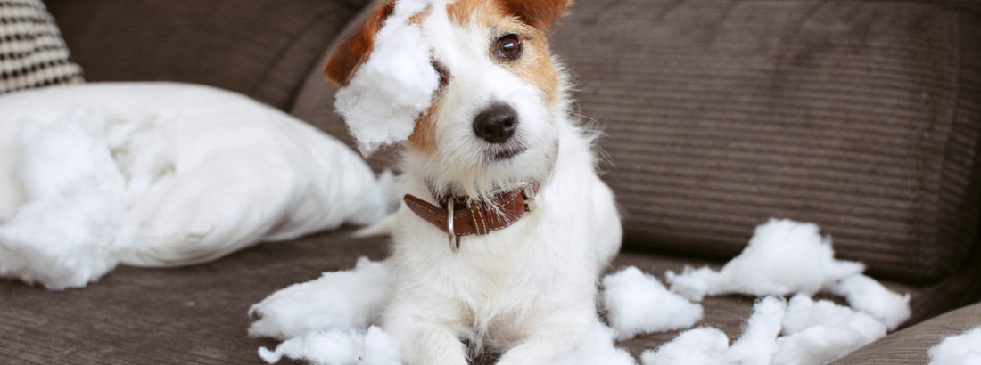 MEU CÃO É HIPERATIVO, ENTÃO COMO LIDAR?